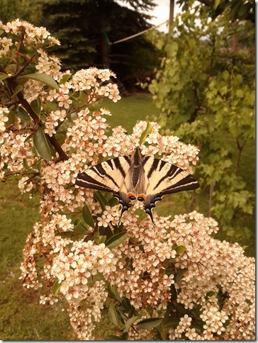 Schmetterling