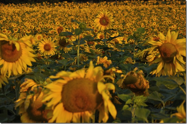 Sonnenblumenmeer